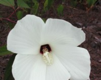 hibiscus 1.jpg